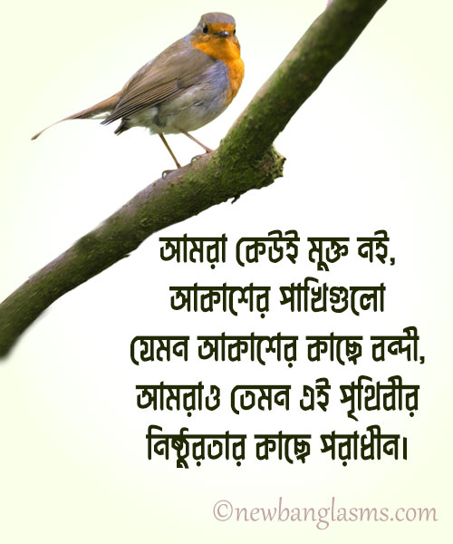 cheleder-niye-koster-status-facebook